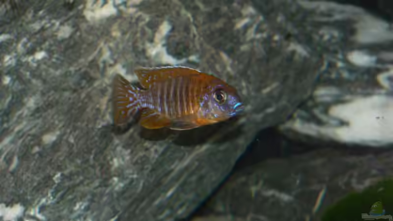 Aulonocara sp. "red rubin" halten (Einrichtungsbeispiele für Red Rubin Kaiserbuntbarsche)