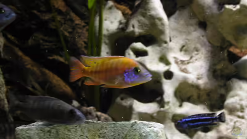 Aulonocara sp. "red rubin" halten (Einrichtungsbeispiele für Red Rubin Kaiserbuntbarsche)