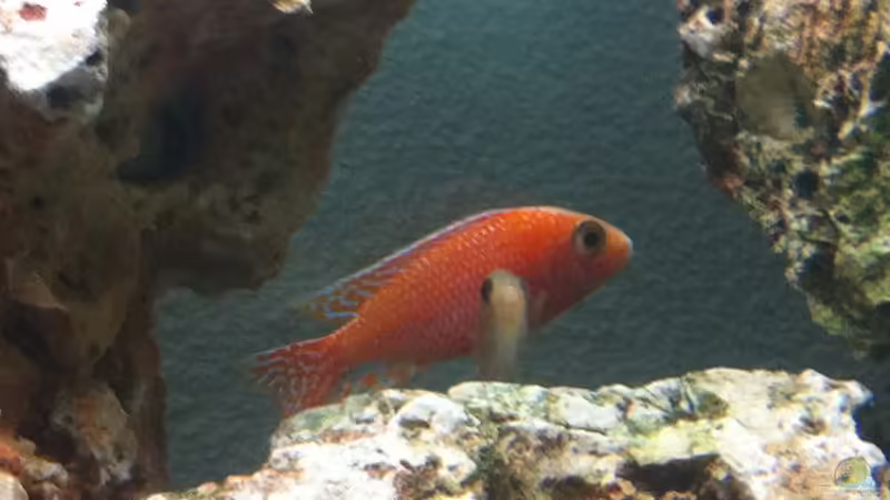 Aulonocara sp. "red rubin" halten (Einrichtungsbeispiele für Red Rubin Kaiserbuntbarsche)