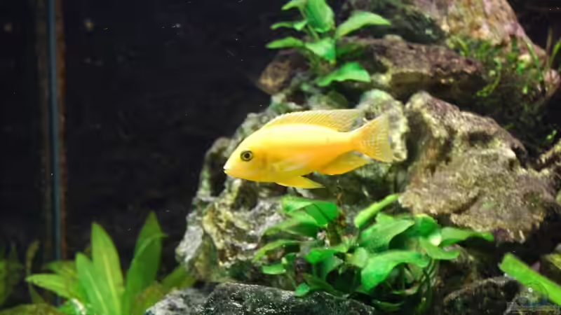 Einrichtungsbeispiele für Aulonocara Safran