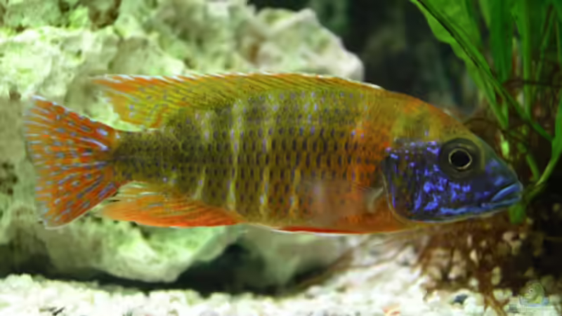 Aulonocara Red Special von Bernd Niehoff (41)