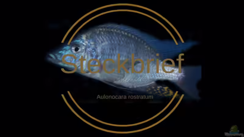 Aulonocara rostratum