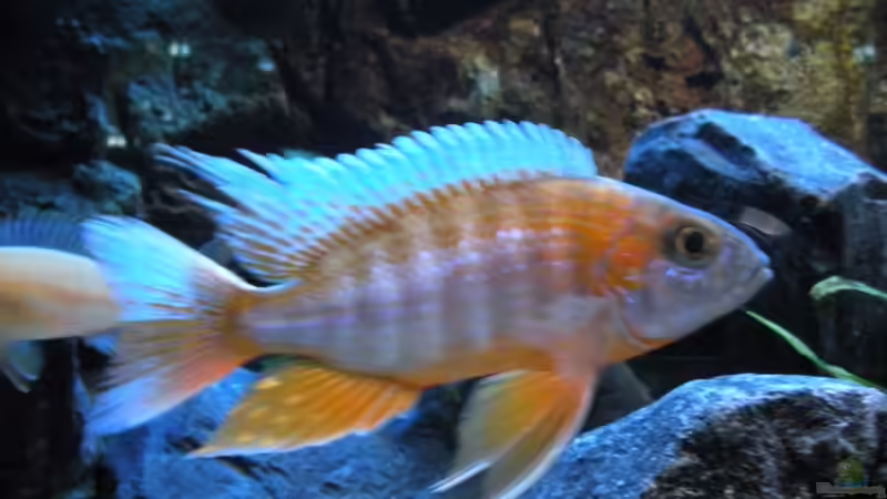 Aulonocara rubens von Peterfish (18)