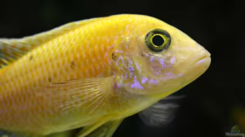 Aulonocara rubensee gold von Thomas Szöts (8)