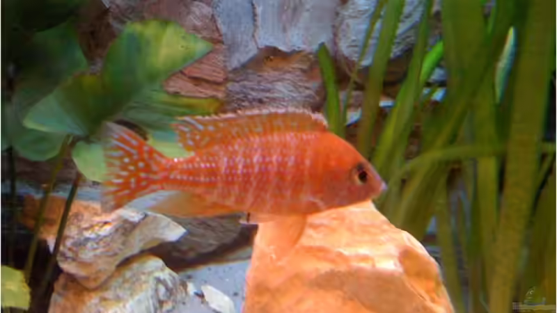 Aulonocara Rubin Red Bock von Der Schweizer (24)