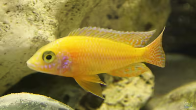 Aulonocara Rubin Red von Sushi (2)