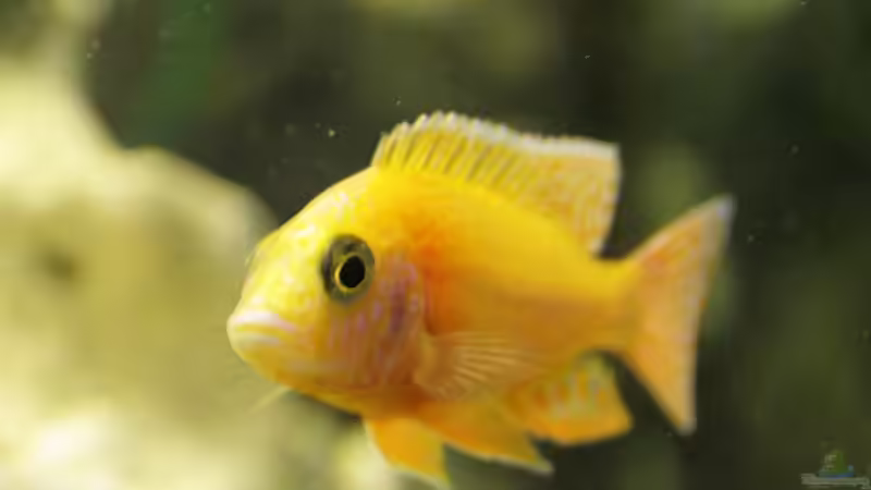 Aulonocara Rubin Red von Sushi (3)