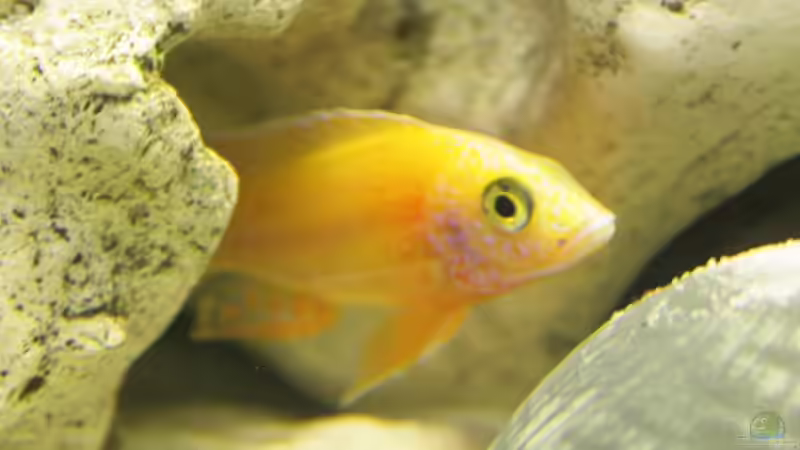 Aulonocara Rubin Red von Sushi (8)