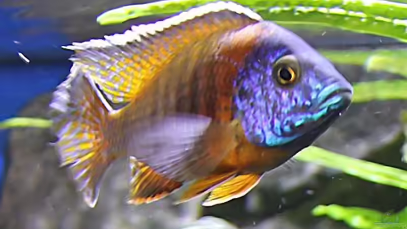 Aulonocara sp. ,,red rubin´ von aquabert (28)