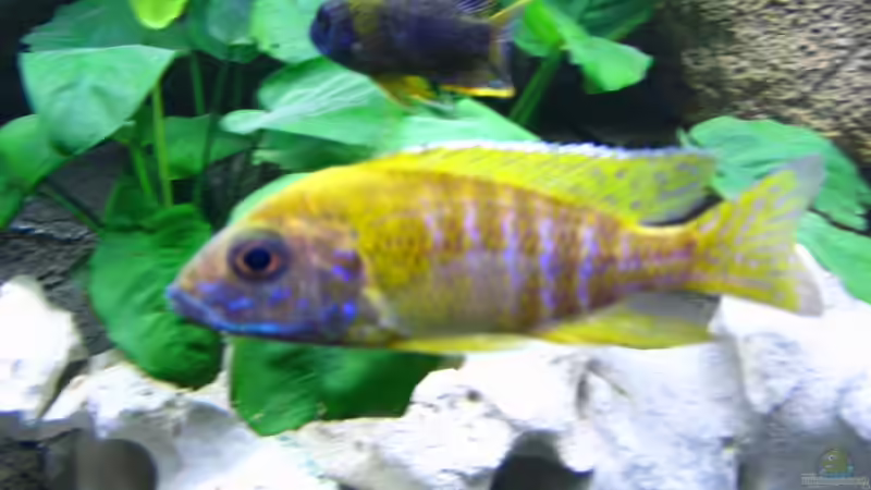 Aulonocara sp. Baenschi Benga von T H O R (33)