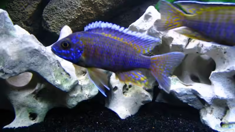 Aulonocara sp. Chitande von T H O R (38)