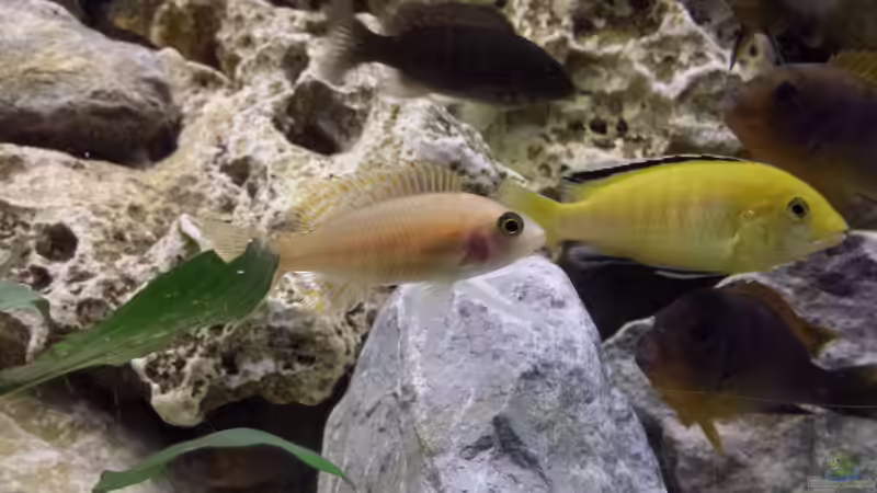 Aulonocara sp. Fire Red / Labidochromis caeruleus von Thomas Riemenschneider (41)