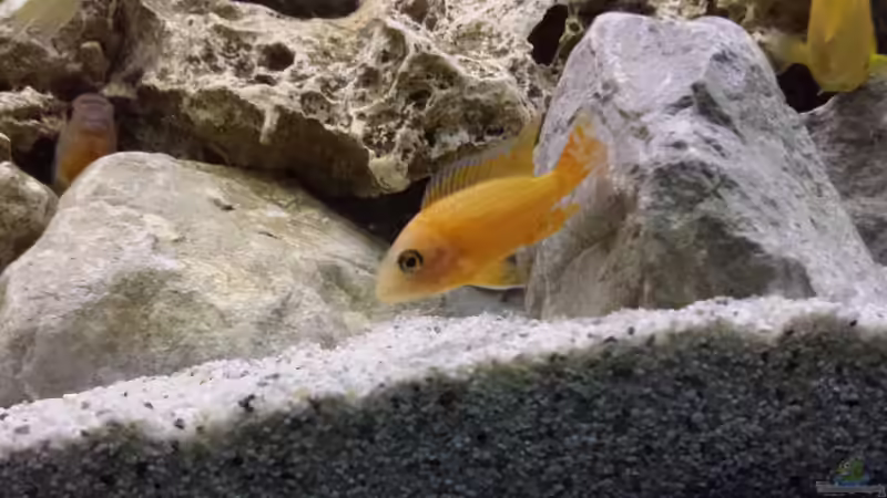 Aulonocara sp. Fire Red Bock von Thomas Riemenschneider (34)