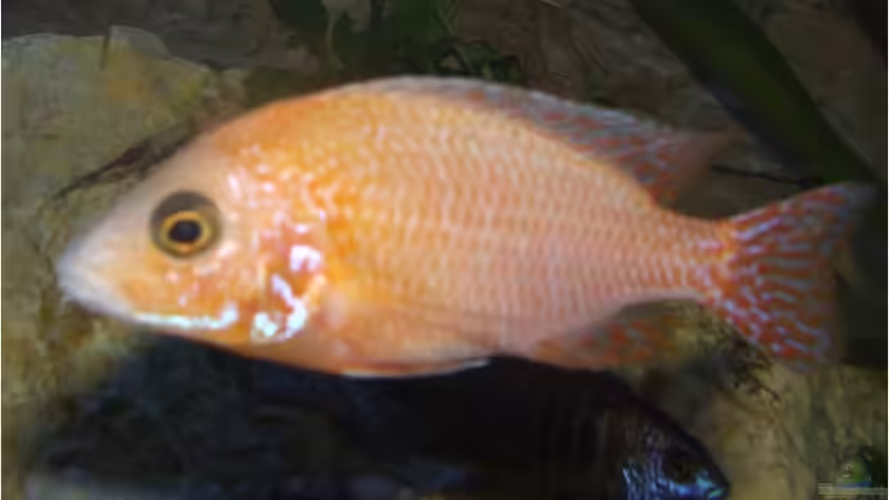 Aulonocara sp. FireFisch junger Bock von Der Schweizer (23)