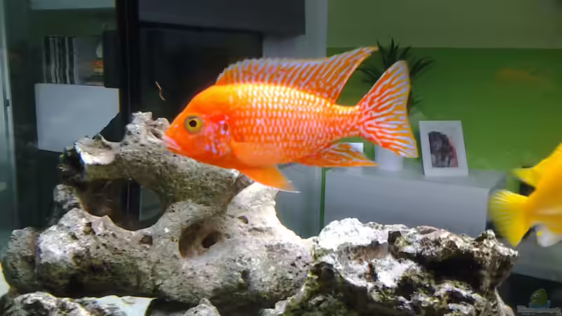 Aulonocara sp. firefish Bock von merlin1910 (9)