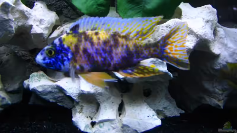 Aulonocara sp. Marmelade Cat  von T H O R (31)