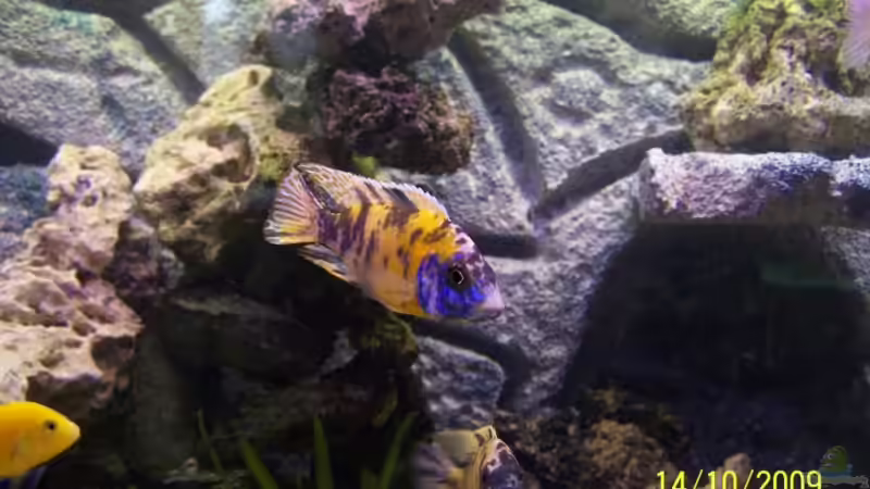 Aulonocara sp. Marmelade Cat Bock von Dicker Udo (16)