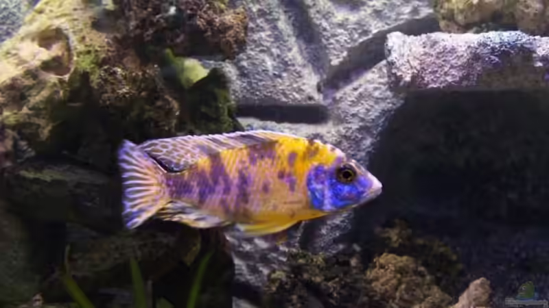 Aulonocara sp. Marmelade Cat Bock von Dicker Udo (17)