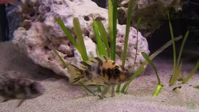 Einrichtungsbeispiele für Aulonocara marmelade cat