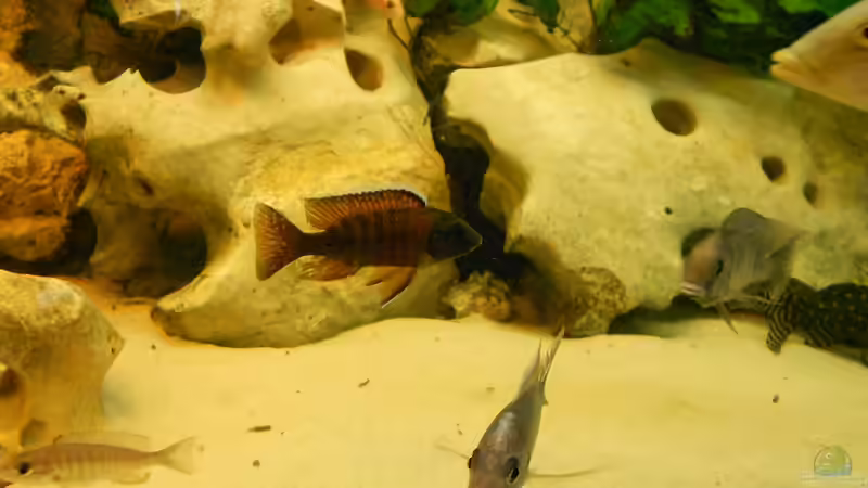 Aulonocara sp. red ´Blue Spott´   von Insulaner (27)