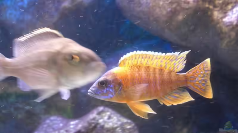 Aulonocara sp. "red rubin" halten (Einrichtungsbeispiele für Red Rubin Kaiserbuntbarsche)