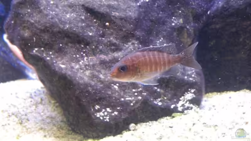Aulonocara sp. Red Rubin Weibchen von Matoba (58)