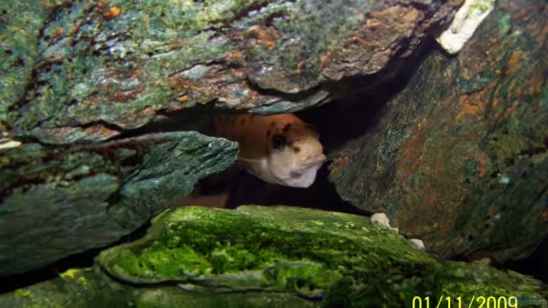 Aulonocara sp.Marmelade Cat Weib brütet was aus... von Dicker Udo (29)