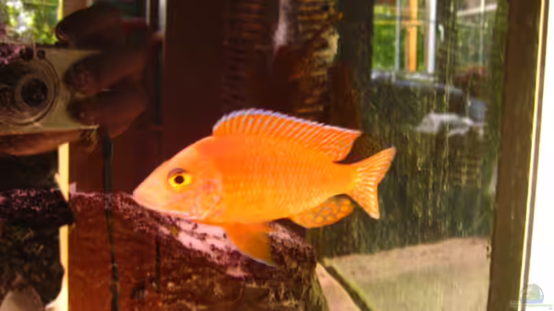 Aulonocara Sp Red Orchid Männchen von Beat Zureich (18)