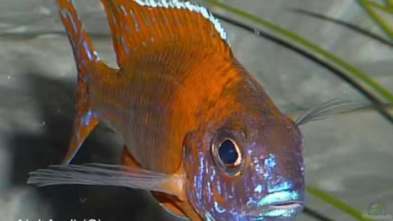 Aulonocara sp red rubin von AjakAndi (36)