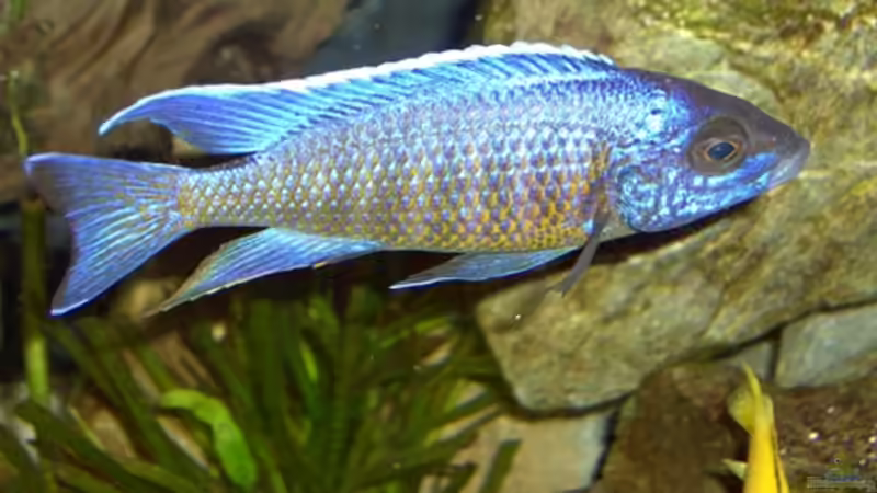 Aulonocara St. Chilumba Männchen von Malawi310 (9)