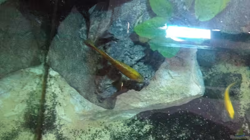 Aulonocara st. maleri male von oben von der Steirer (21)