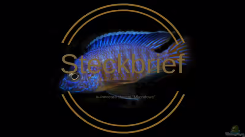 Aulonocara steveni ‚Mkondowe‘