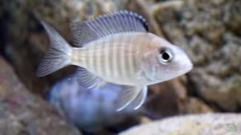 Einrichtungsbeispiele für Aulonocara steveni