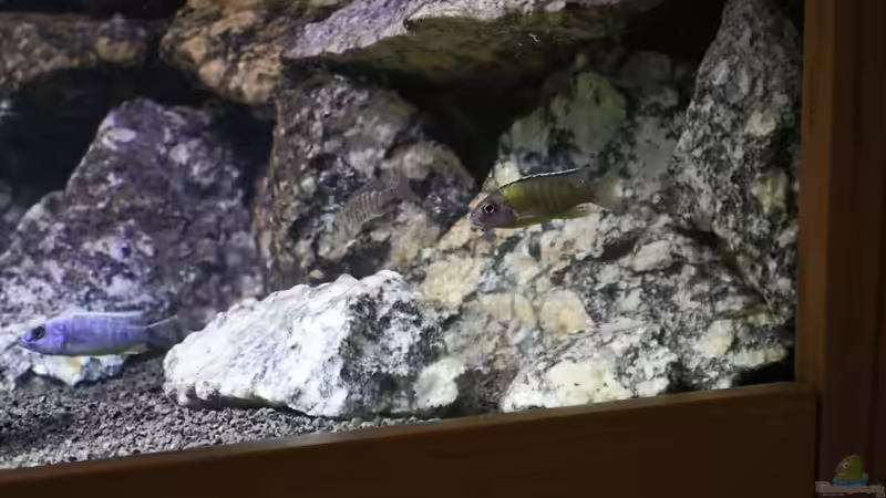 Einrichtungsbeispiele für Aulonocara steveni