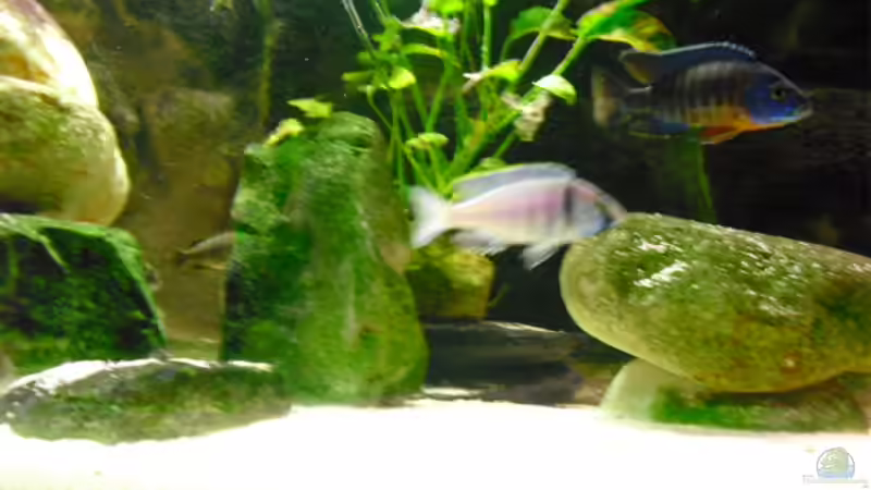 Aulonocara stuargranti und Placidichromis elektra von FischfanAQ (20)