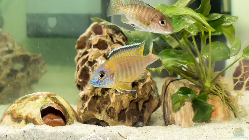 Aulonocara Stuartgrandi Usisya (m+w) von Martin Pröll (5)