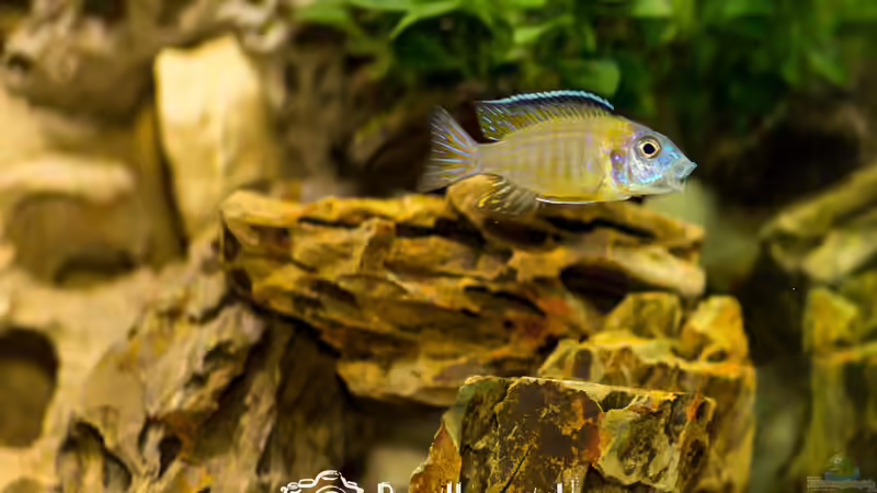 Einrichtungsbeispiele für Aulonocara stuartgranti "usisya"