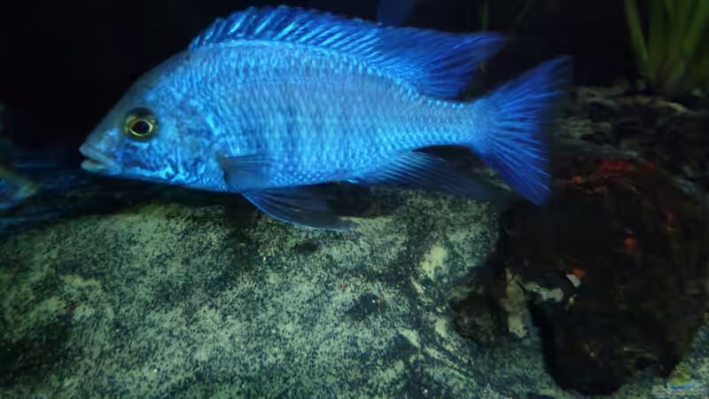 Aulonocara Stuartgranti, der Boss im Becken von Couro (49)