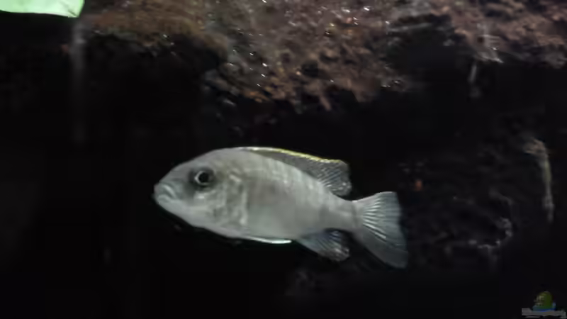 Aulonocara Stuartgranti, etwas hässliche Firstlady von Couro (50)