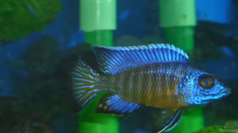 Aulonocara stuartgranti  Ngara-Mdoka Bock ca.  7cm groß von DER YBBSTALER (24)