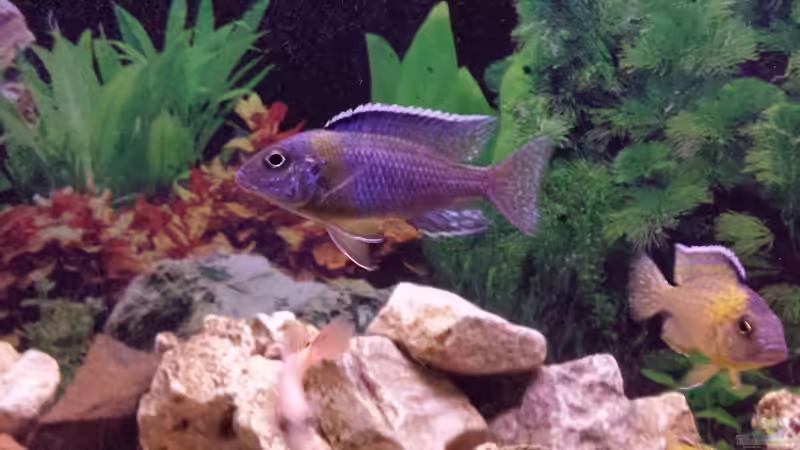 Aulonocara stuartgranti Blue Neon von Thomas Riemenschneider (39)