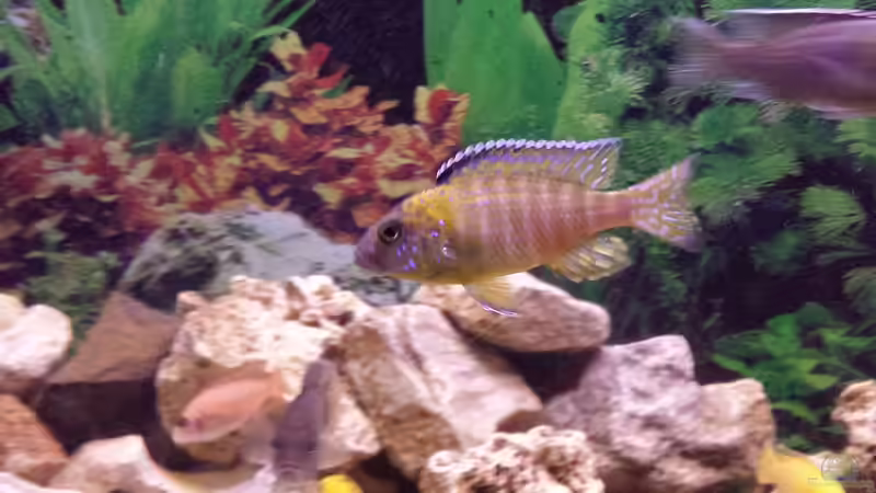 Einrichtungsbeispiele für Aulonocara stuartgranti "hai reef"