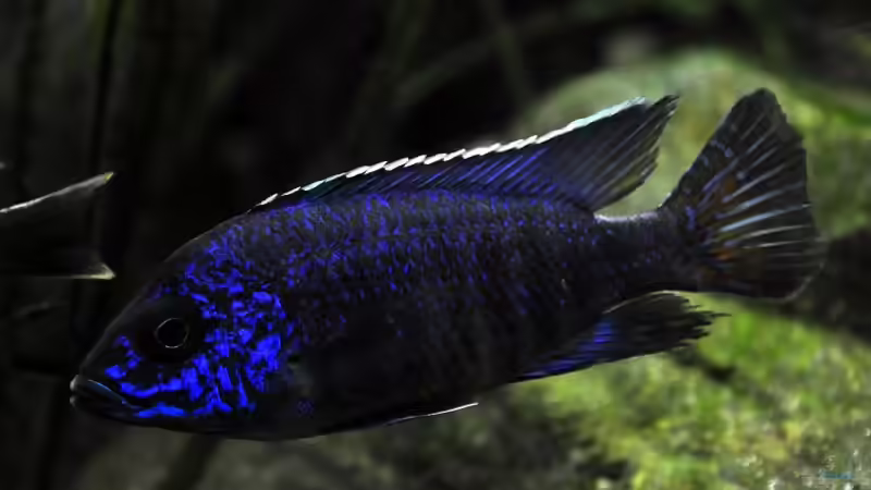 Aulonocara stuartgranti Chilumba. Breitseite von Pete (11)