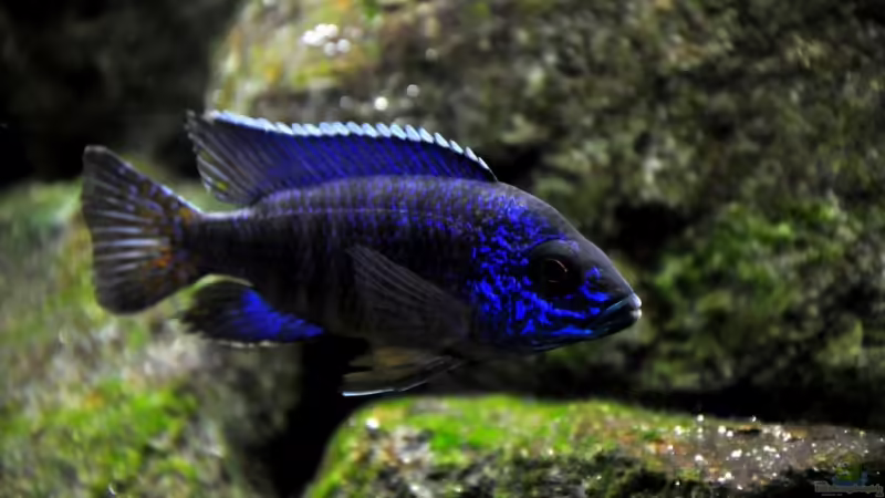 Aulonocara stuartgranti Chilumba. Der Chef im Becken. von Pete (10)