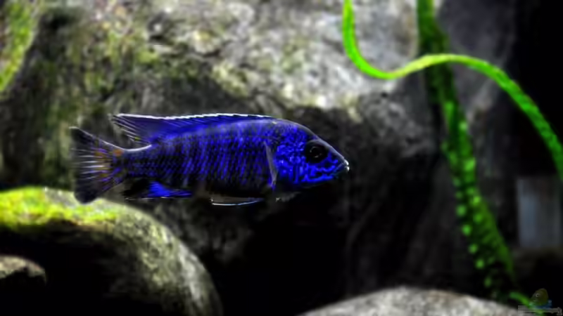 Aulonocara stuartgranti Chilumba flaniert durch das Becken. Links Cryptocoryne balansae von Pete (3)