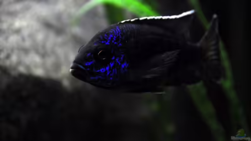 Aulonocara stuartgranti Chilumba halten (Einrichtungsbeispiele für A. Chilumba)