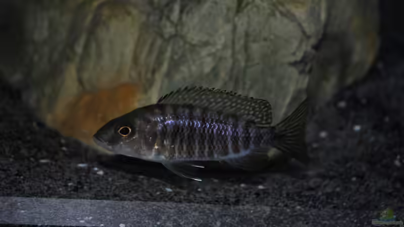 Aulonocara stuartgranti ´coboe´ Dame von Lutz K (63)