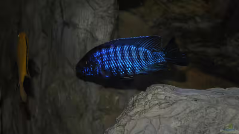 Aulonocara stuartgranti ´coboe´ von Lutz K (60)