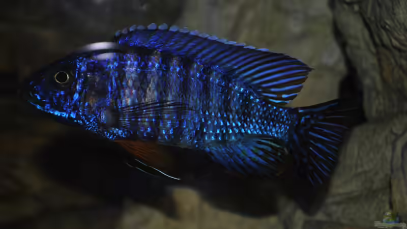 Aulonocara stuartgranti ´coboe´ von Lutz K (64)