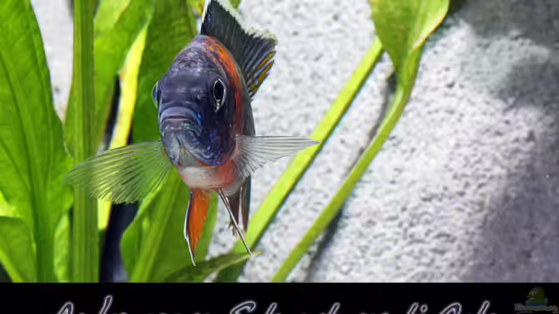 Aulonocara stuartgranti cobue von boffix (27)